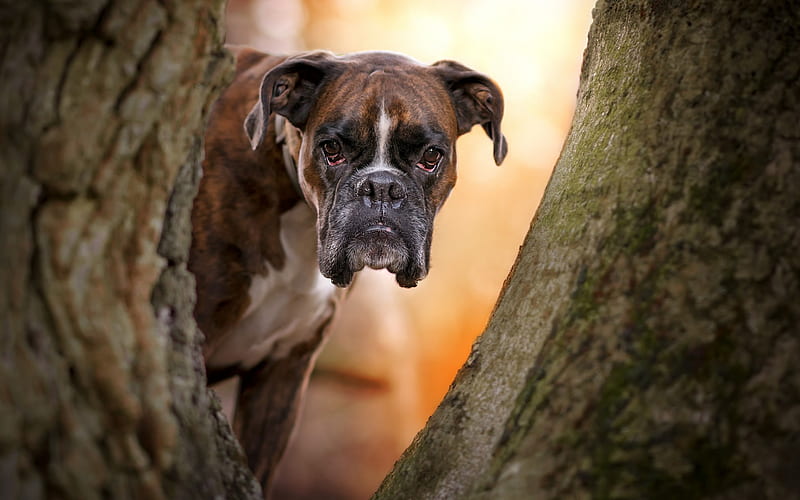 Boxer Dog, muzzle, forest, pets, autumn, dogs, Boxer, HD wallpaper