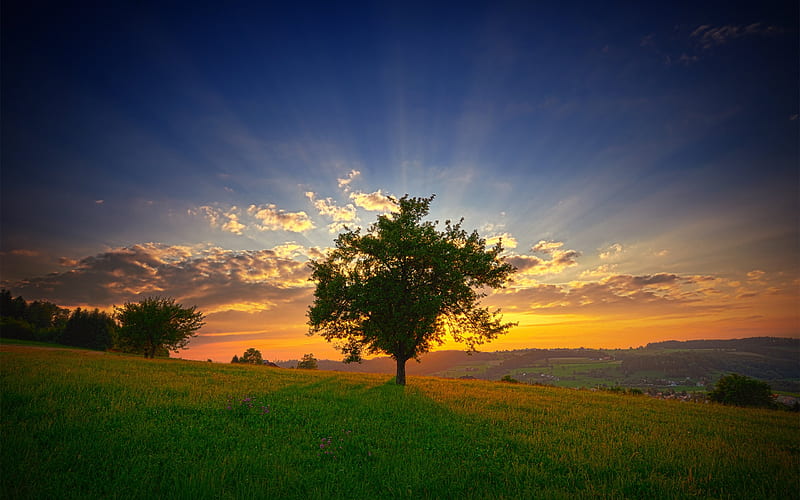 Amazing Nature, grass, nice, sun, sun rice, sun set, tree, HD wallpaper |  Peakpx