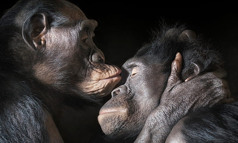 FUNNY-KISS ME, funny, monkeys, chimpanzee, kiss me, monkey, love, HD wallpaper