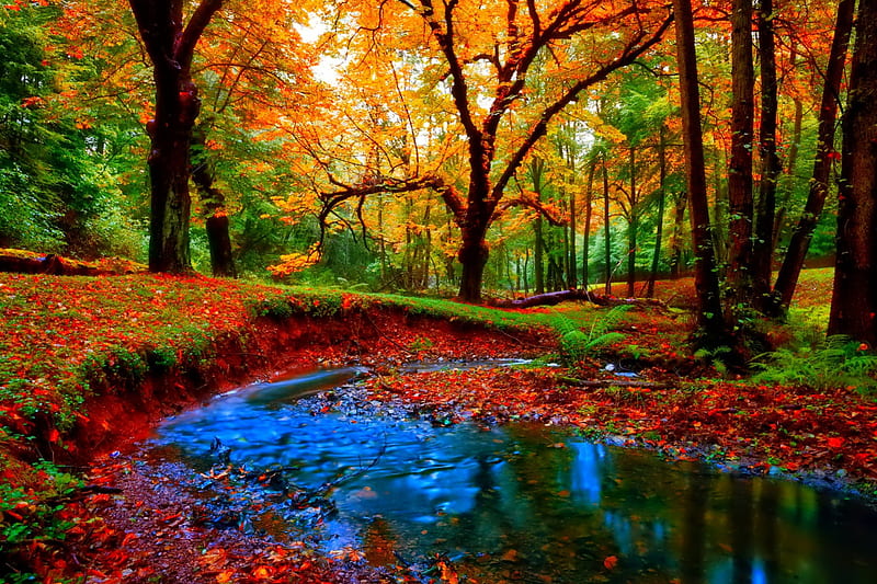 October, fall, pretty, colorful, autumn, glow, falling, shine, bonito ...
