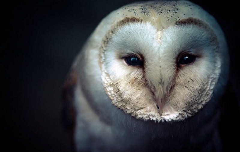 Owl Capone, claws, Brown, Bill, Feathers, HD wallpaper
