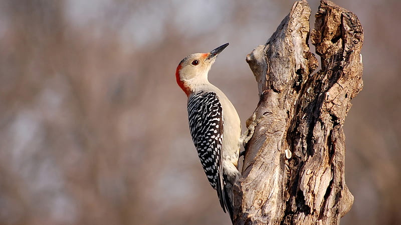 Red-Bellied Woodpecker Bird On Tree Trunk In Blur Background Birds, HD wallpaper