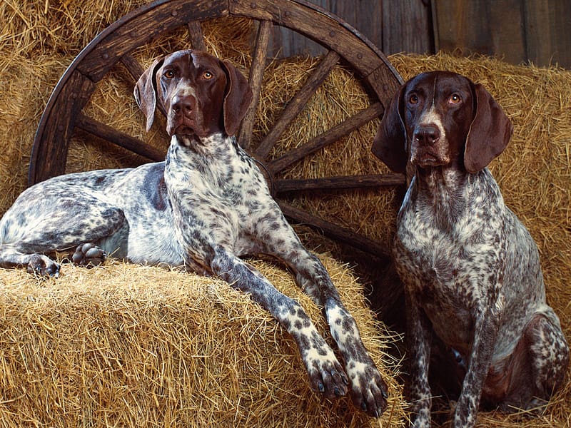 Dogs, Animal, German Shorthaired Pointer, HD wallpaper