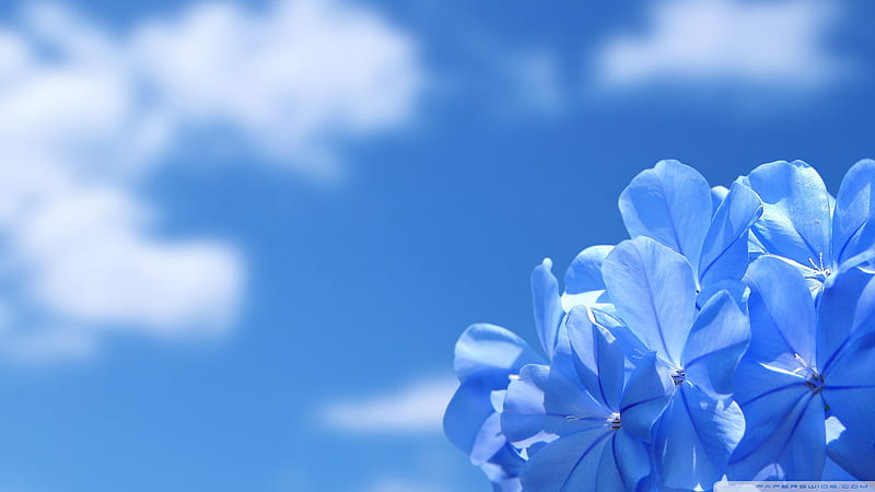 Blue spring, clear, flower, bonito, intense blue, clouds, sky, fragile, blue, HD wallpaper