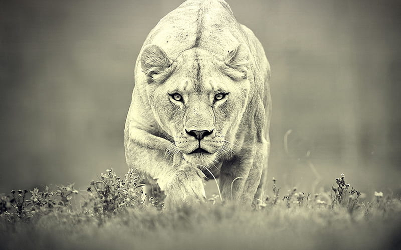 Female Lion., female lion, hunt, lion , big cats, HD wallpaper