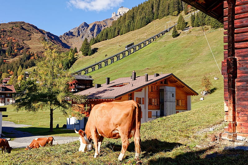 A sunny autumn day in Murren, Jungfrau, Murren, 9 October 2018, Cow, Allmendhubelbahn, Switzerland, HD wallpaper