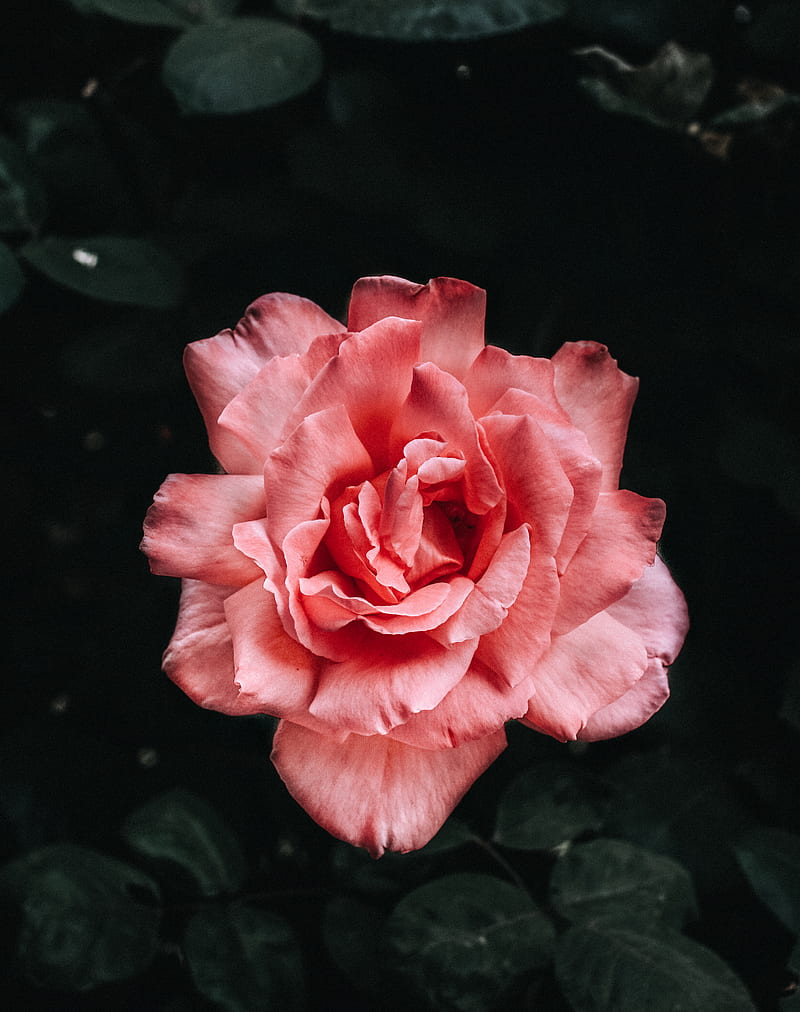 pink rose flowers on ater, HD phone wallpaper