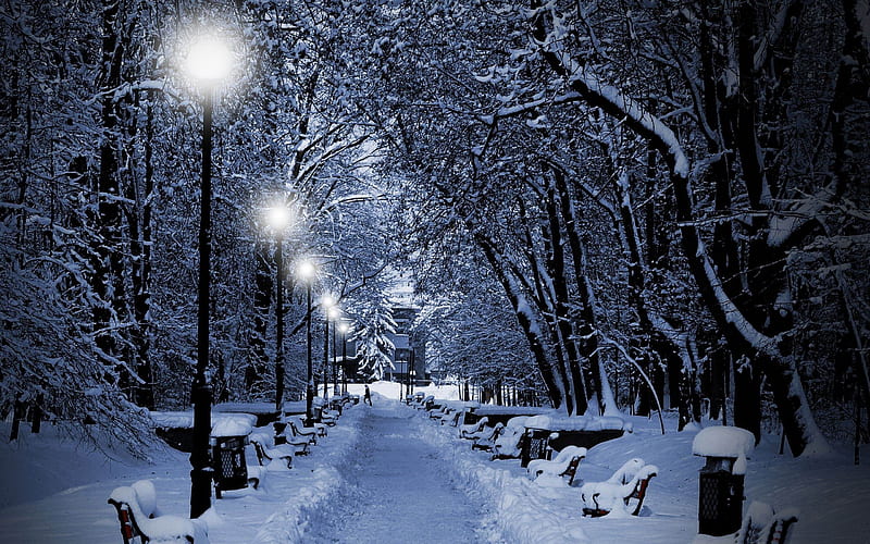 snowy park at night-winter natural landscape, HD wallpaper