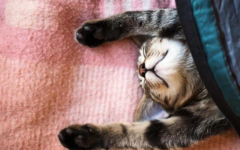 Cat sleeping, sleep, lazy, cat, kitten, animal, HD wallpaper