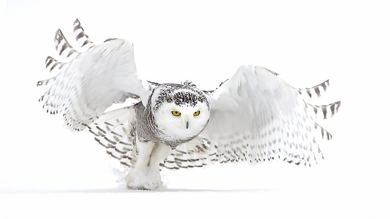 Yellow Eyes White Owl With Open Wings Is Standing In White Background White Aesthetic, HD wallpaper