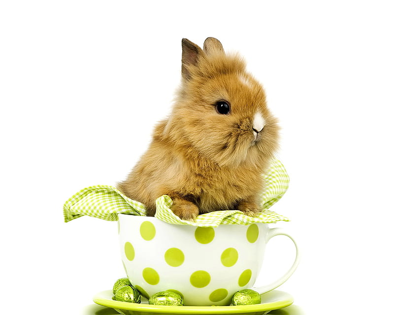Cute Bunny, cup, easter, rabbit, HD wallpaper