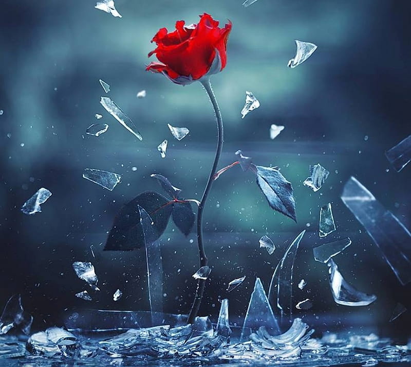 Rose, flower, broken glass, HD wallpaper | Peakpx