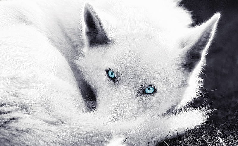baby white wolves with blue eyes