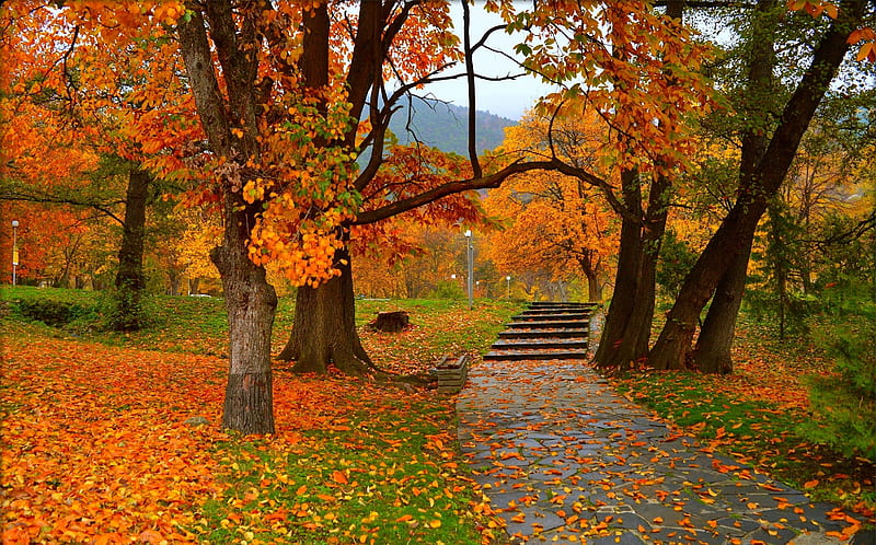 Fall Colors, stairs, leaves, park, trees, path, HD wallpaper | Peakpx