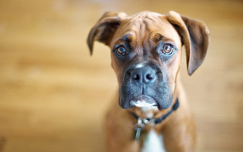 Boxer Dog, close-up, puppy, pets, cute animals, dogs, Boxer, HD wallpaper