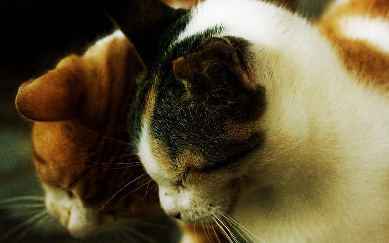 Felidae Cat-Animal selection, HD wallpaper
