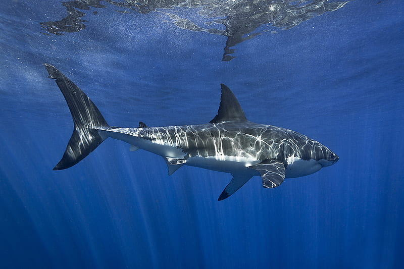 Sharks, Shark, Great White Shark, Sea Life, Underwater, predator (Animal), HD wallpaper