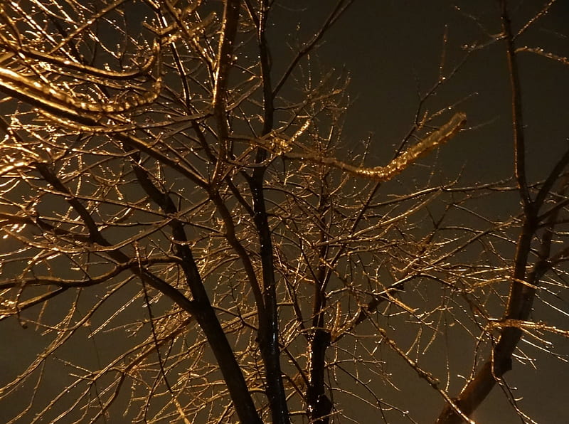 ice storm, ice, tree, sky, night, HD wallpaper