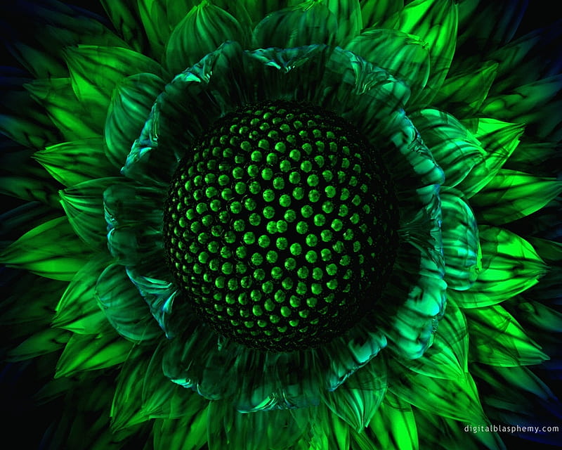 green sunflower . jpg, petals, sunflower, green bloom, HD wallpaper
