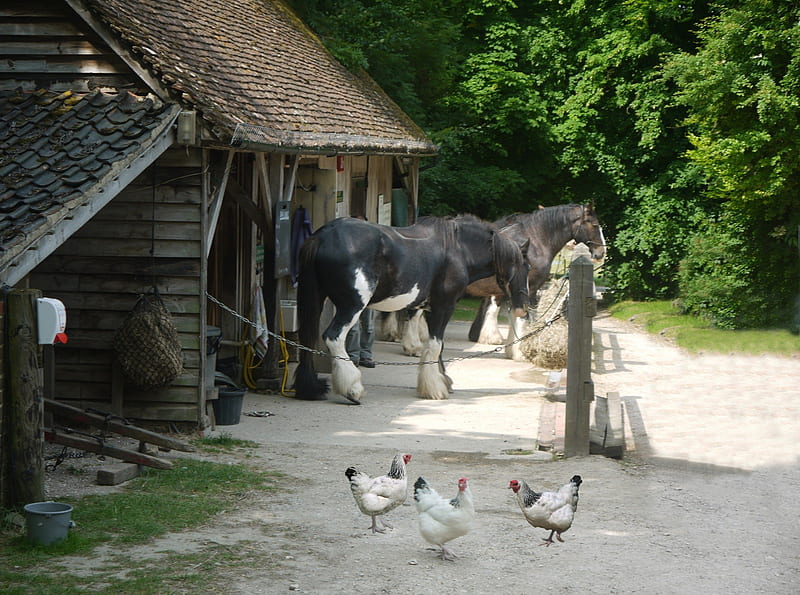 Working Shire Horses 1, Weald, Past Times, Sussex, Shires, HD wallpaper