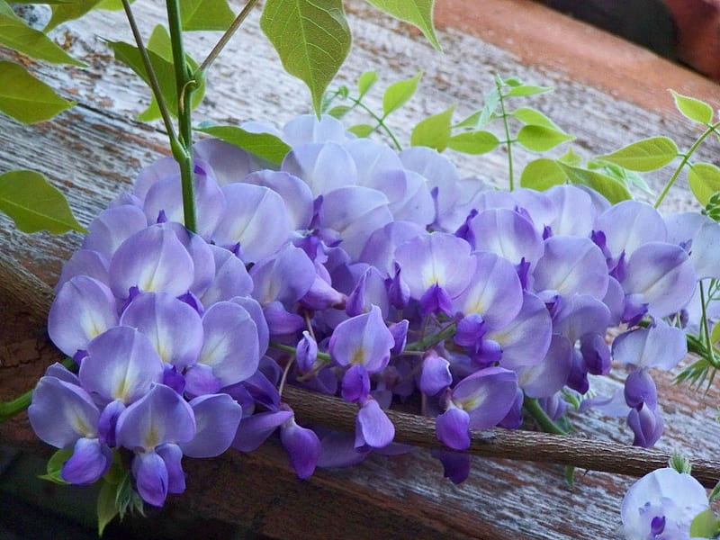 FRAGRANT WISTERIA, purple, plants, sprig, flowers, lavender, creepers, wisteria, HD wallpaper