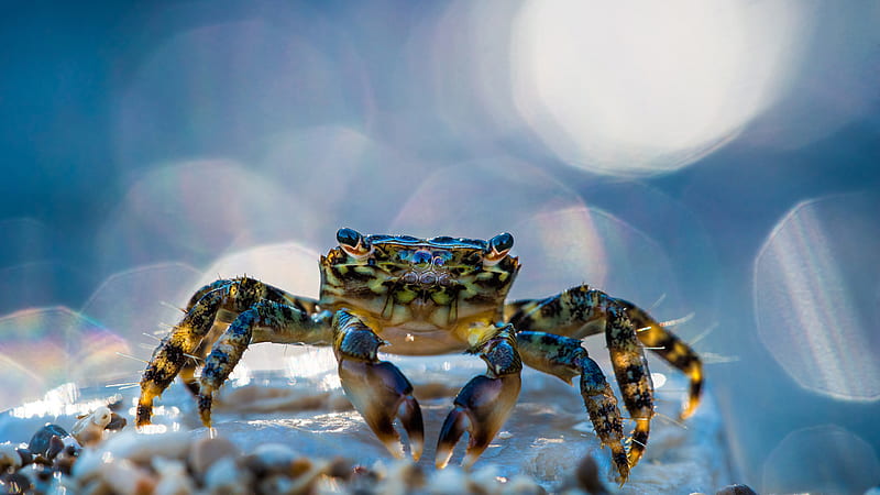 Crustacean Crab In Bokeh Background Crab, HD wallpaper