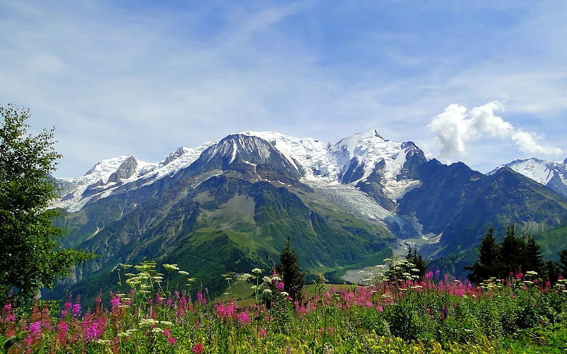Mountain Meadow, mountain, mont blanc, flowers, nature, alps, meadow, HD wallpaper