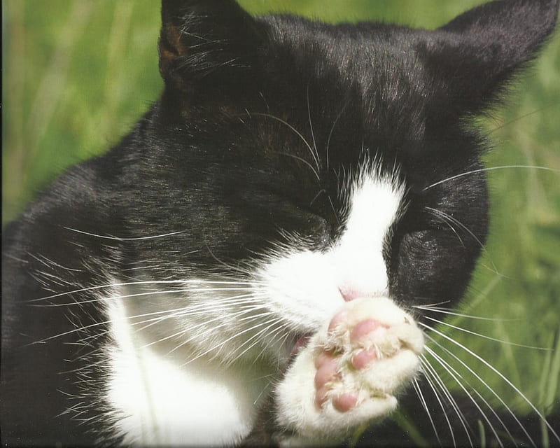 Tuxedo cat, cute, paws, grass, tuxedo, cat, HD wallpaper