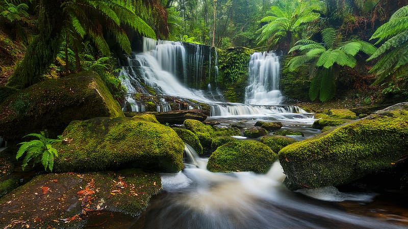 Waterfalls, Waterfall, Fern, Forest, , Moss, Tropical, Jungle, HD wallpaper