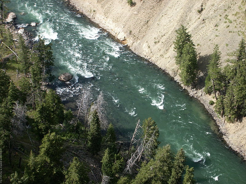 Yellowstone River, rocks, deep, river, waves, white, trees, gren, HD wallpaper