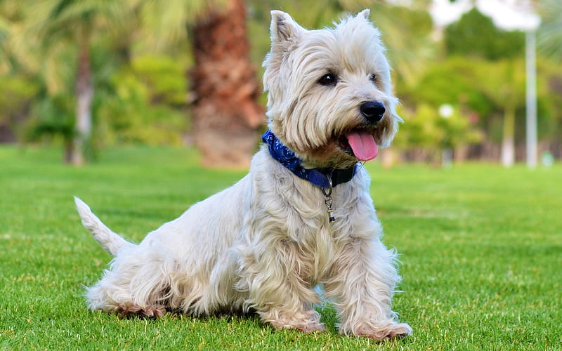West Highland White Terrier Dog, lawn, dogs, white Westie, cute animals, Westie, pets, Westy Dog, West Highland White Terrier, HD wallpaper