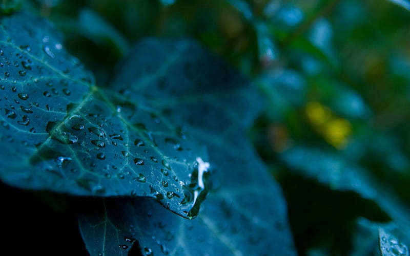 Crystal dew on the leaves-Plant, HD wallpaper