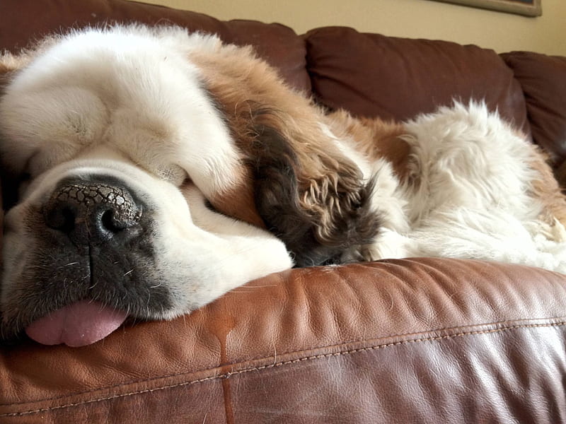 Dog Tired, Tired, Dog, Sleeping, St Bernard, HD wallpaper