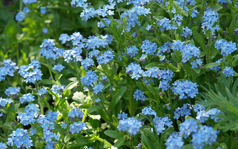 Forget-Me-Not, nature, wild flowers, meadow, HD wallpaper