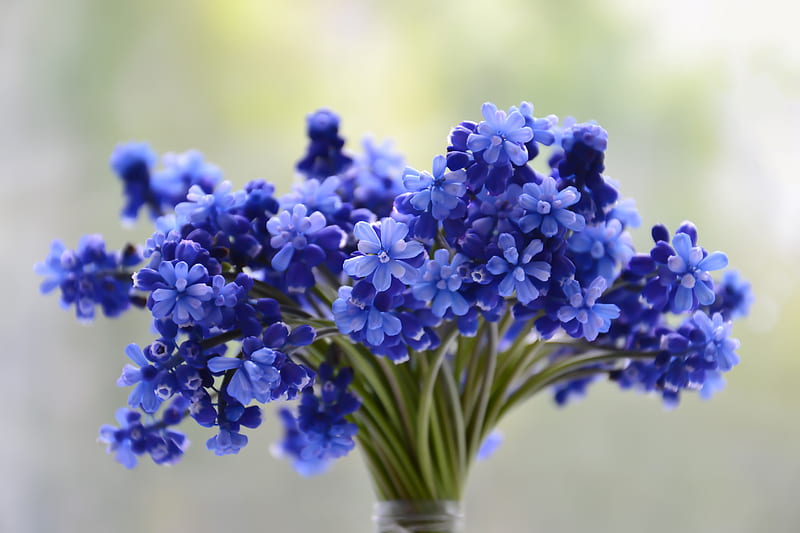 Blue flowers, stocks, blue, cut, graphy flowers, nature, HD wallpaper