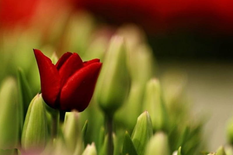 Look at Me, red, flowers, nature, tulips, buds, HD wallpaper