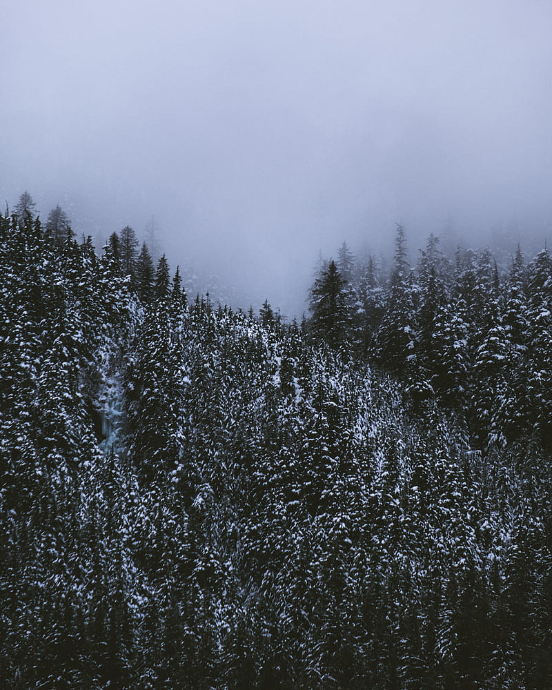 Pine Trees Covered With Snow, HD Phone Wallpaper | Peakpx