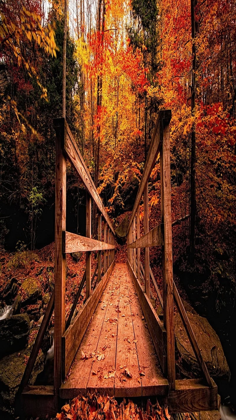 wooden bridge, autumn, cool, forest, good, landscape, nature, nice, structure, HD phone wallpaper