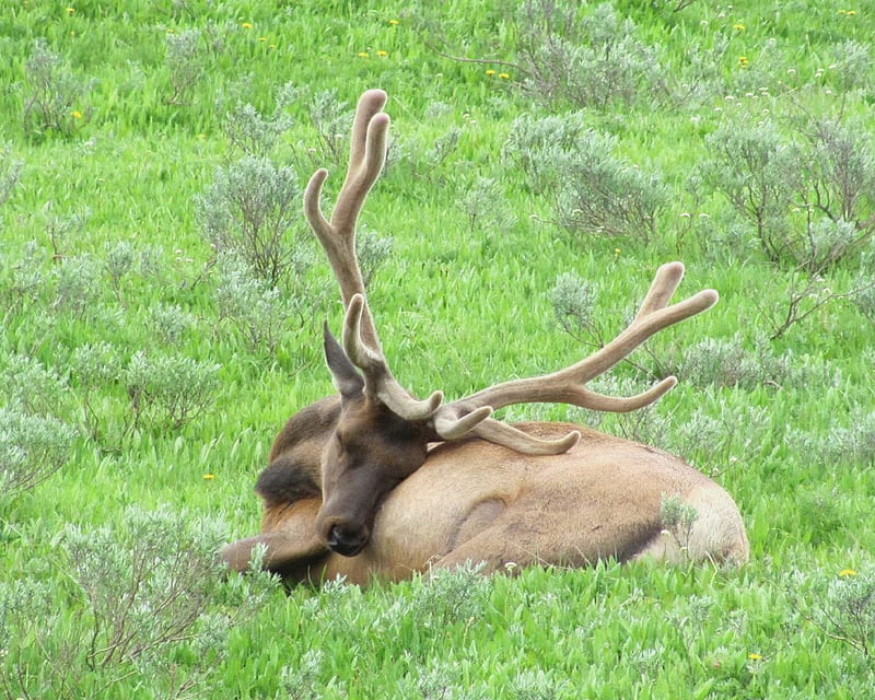 Sleepy Elk in Spring, antlers, grass, elk, yellowstone, molting, nature, spring, HD wallpaper
