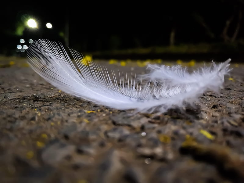 White Feather, black and white, feathers, r, nature, ziya, HD wallpaper