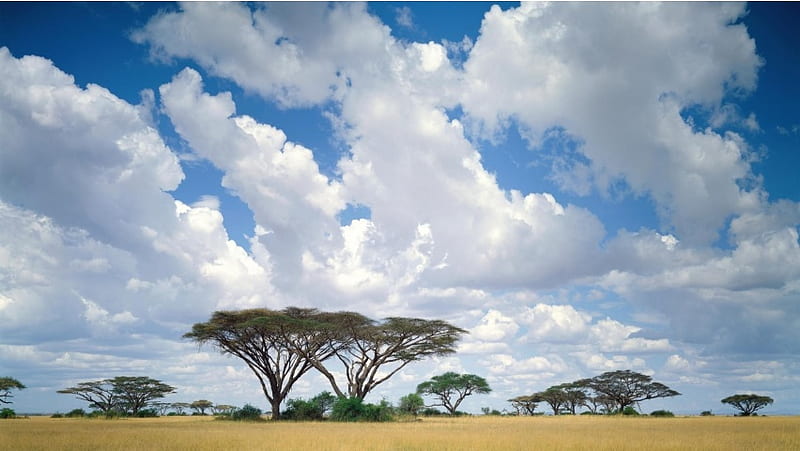 Clouds On The Masai Mara, HD wallpaper