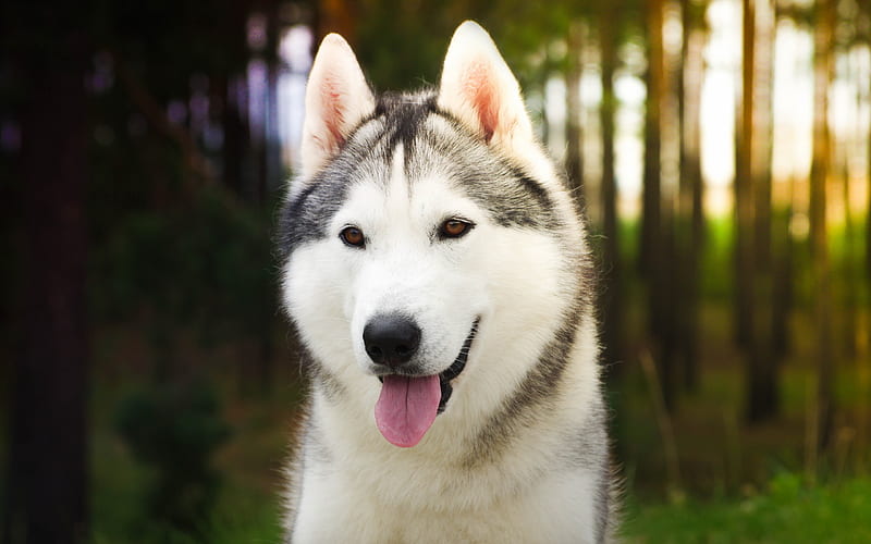 Husky Dog, close-up, forest, pets, bokeh, Siberian Husky, dogs, Husky, HD wallpaper