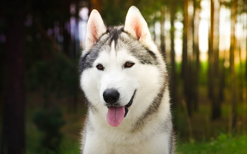 Husky, forest, pets, puppy, close-up, cute animals, bokeh, Siberian Husky, small Husky, cute dog, dogs, Siberian Husky Dog, HD wallpaper