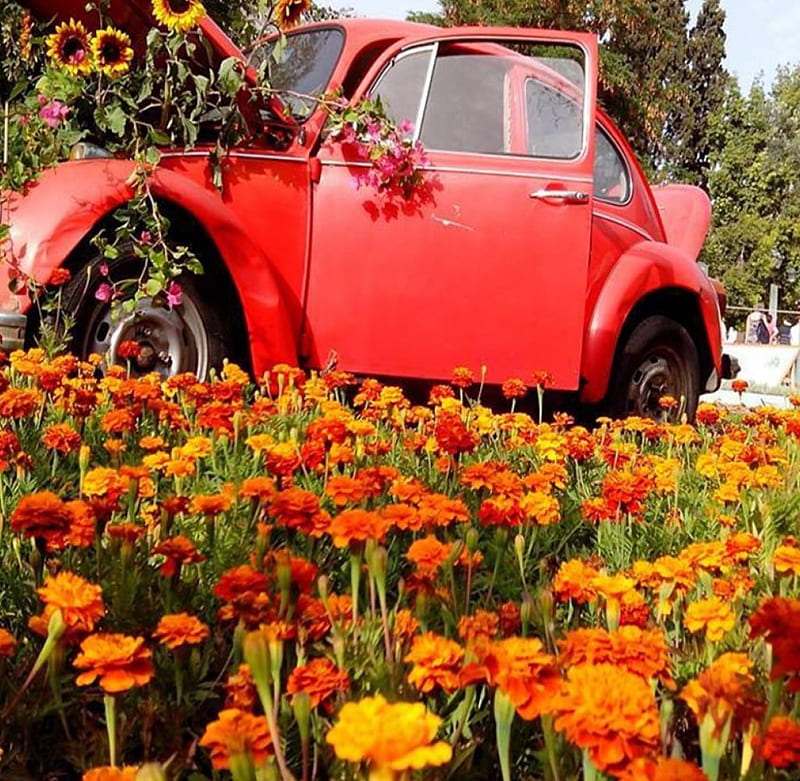 The beetle blooming!, beetle, spring, park, old car, car, summer, flowers, garden, field, HD wallpaper