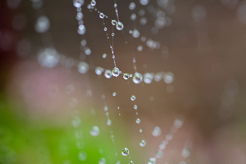drops, spider web, macro, wet, HD wallpaper