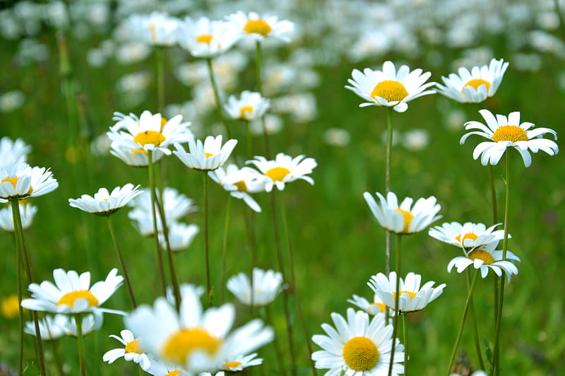 common daisy flowers on grass field, HD wallpaper