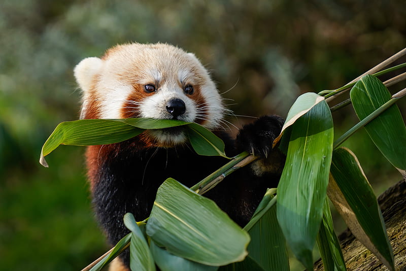 red panda, animal, leaves, HD wallpaper