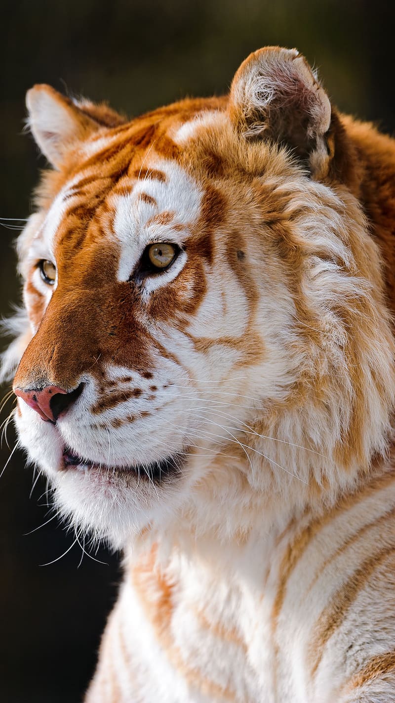 Tiger Lion, Liger Side Look, lion and tiger, hybrid lion and tiger, wild animals, HD phone wallpaper