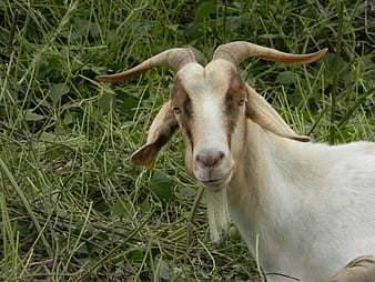 bearded billy goat