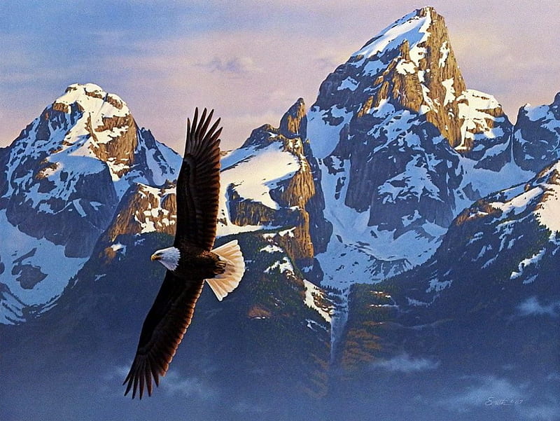 Bald Eagle in Grand Tetons, wings, usa, mountains, flying, HD wallpaper